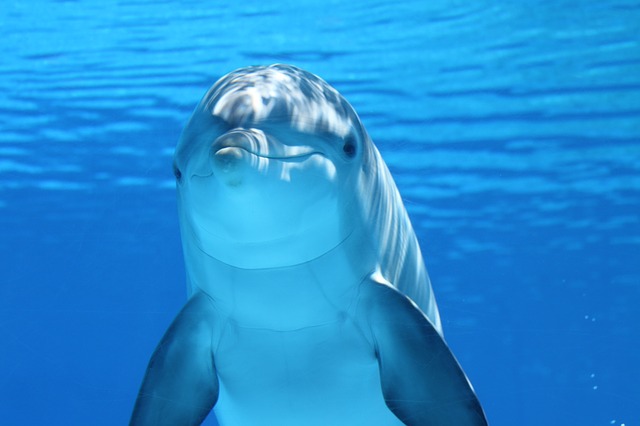 MBTI Types Animals INFJ Dolphin